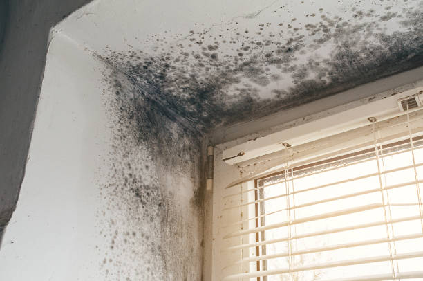 Affordable Hvac And Air Duct Mold Remediation solutions in Hines, IL